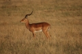 Impala buck